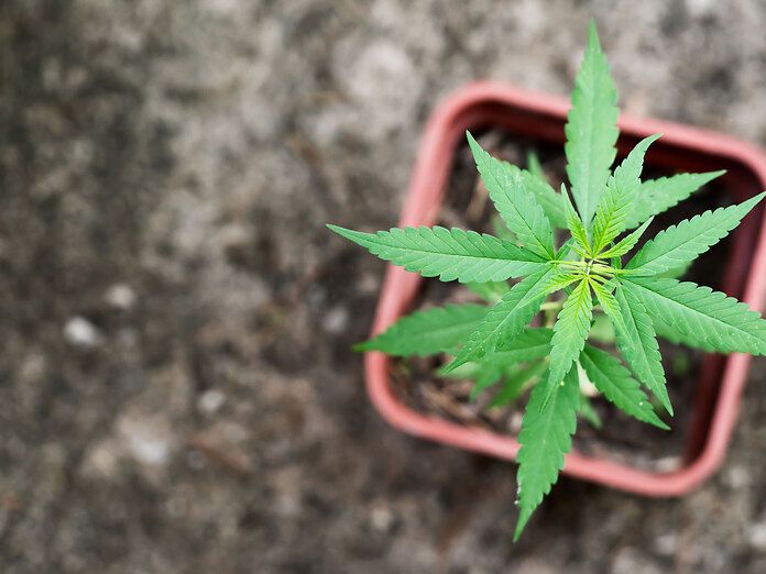 Autoproduzione di cannabis: approvato il testo base e oggi parte il referendum