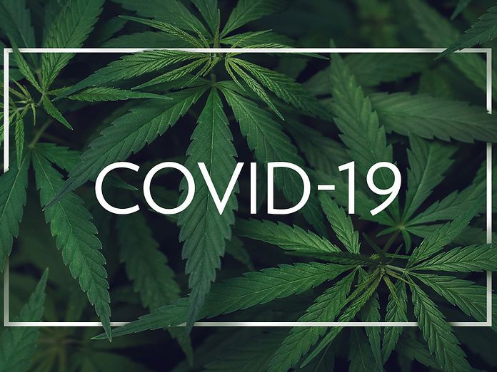 Ci sono controindicazioni per il vaccino anti-Covid-19 per pazienti in terapia con cannabis?
