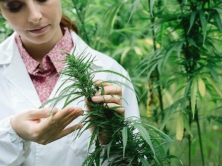 Donne, cannabis e ciclo: l&amp;#039;aiuto che non ti aspetti contro crampi e dolori mestruali