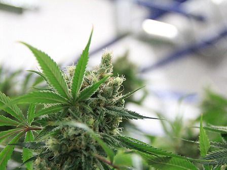 San Marino ha legalizzato la cannabis medica mentre la Grecia inizia a produrla