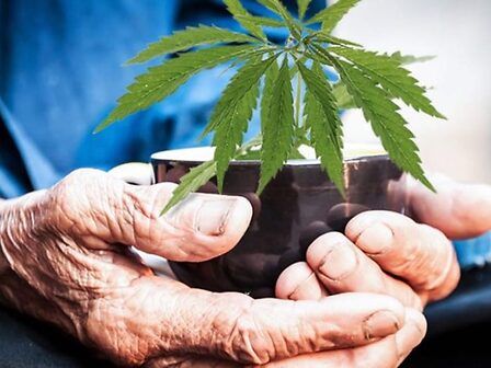 La cannabis medica è ben tollerata dalle persone anziane?