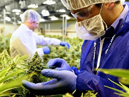 La carenza di cannabis è insostenibile: FL Group fa una segnalazione all&amp;#039;Antitrust