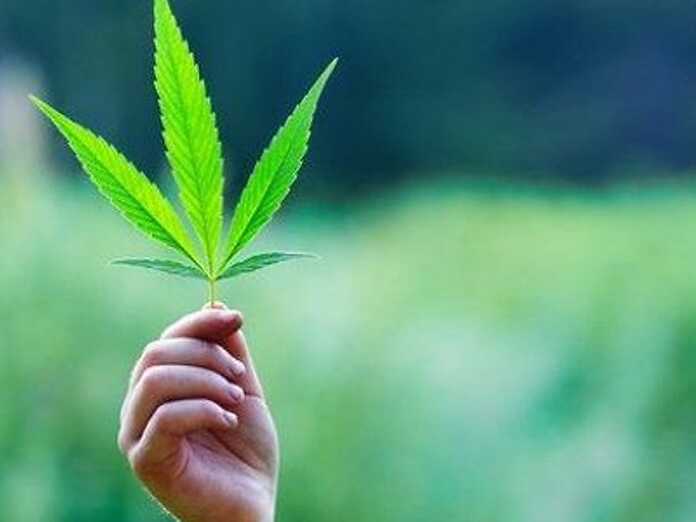 &quot;La cannabis come parte integrante del trattamento del cancro&quot;, intervista al dr Calvanese