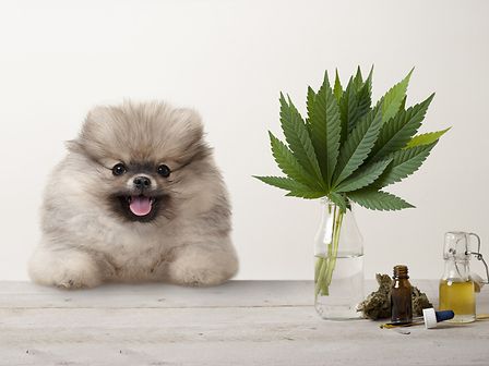 Olio di cannabis per le allergie dei propri animali domestici: tutte le informazioni utili