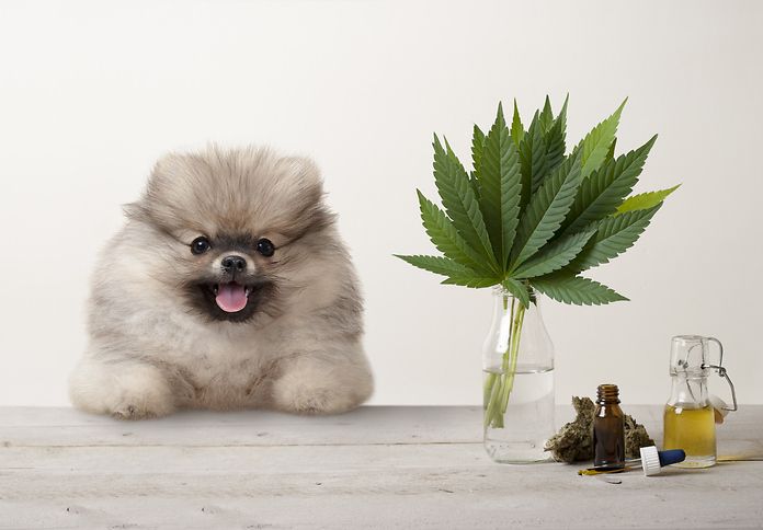 Olio di cannabis per le allergie dei propri animali domestici: tutte le informazioni utili