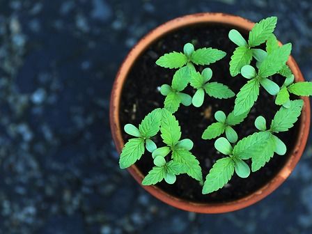 Referendum cannabis: 500mila firme raggiunte in una settimana, ora la politica ascolti