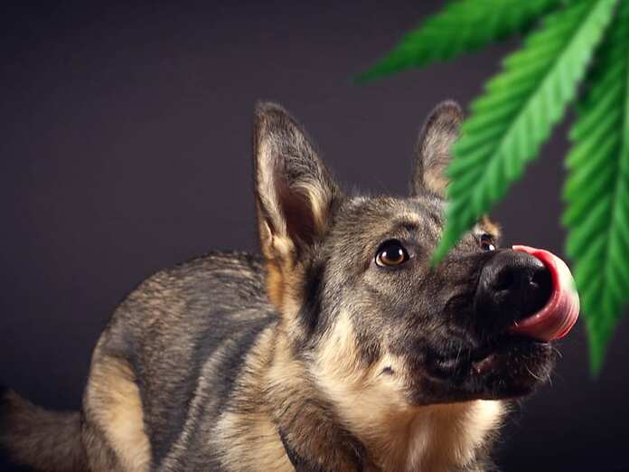 Cannabis e animali: la guida per scegliere la terapia giusta e personalizzarla per il paziente