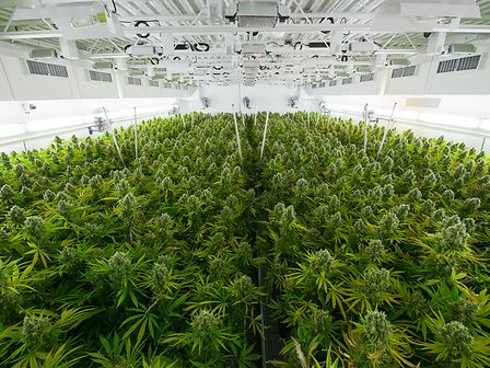 Cannabis: bandi per aziende pubbliche e private per raggiungere l’autosufficienza produttiva