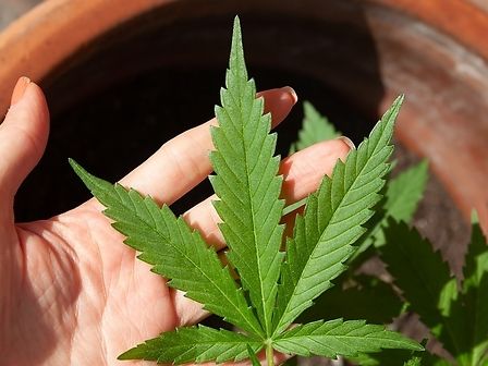 Sequestrata una pianta di cannabis a Trisciuoglio: c&amp;#039;è bisogno dell&amp;#039;ennesimo processo a un paziente?