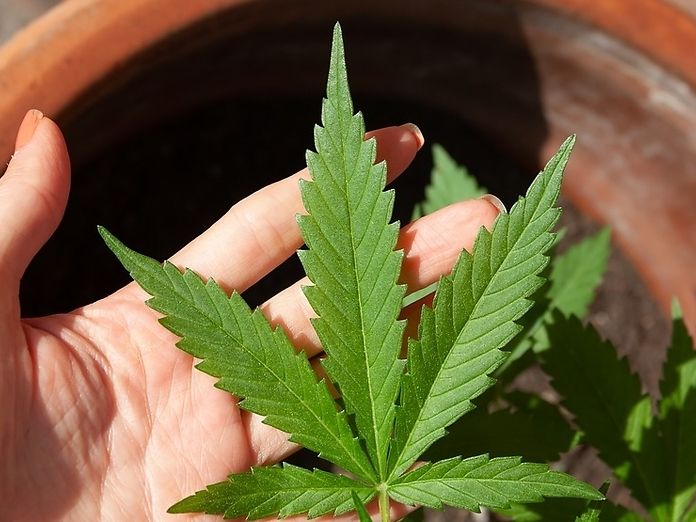 Sequestrata una pianta di cannabis a Trisciuoglio: c&#039;è bisogno dell&#039;ennesimo processo a un paziente?