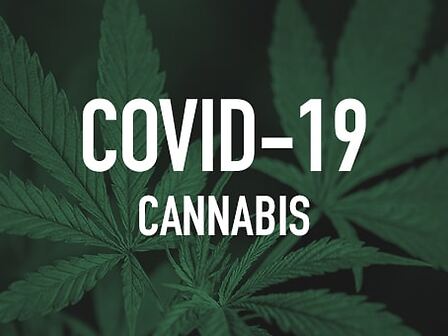 La cannabis può essere utile nel trattamento del Covid o per prevenire l&amp;#039;infezione?
