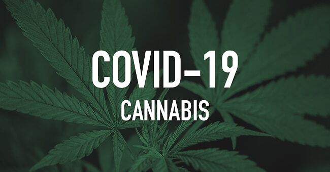 La cannabis può essere utile nel trattamento del Covid o per prevenire l&#039;infezione?