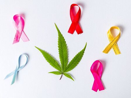 La cannabis nel trattamento del cancro raccontata da un medico esperto