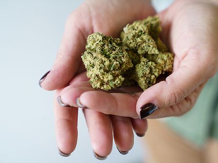 Cannabis in Sicilia: &amp;quot;Si continuano a violare i diritti fondamentali del malato&amp;quot;