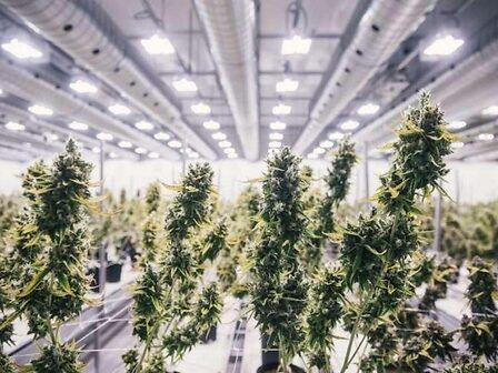 Produzione di cannabis in Sicilia: consultazione preliminare per le aziende locali