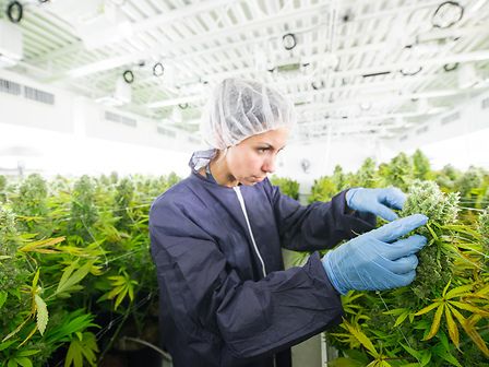 Cannabis e produzione per i privati: il ministero pubblica il bando, con diversi problemi