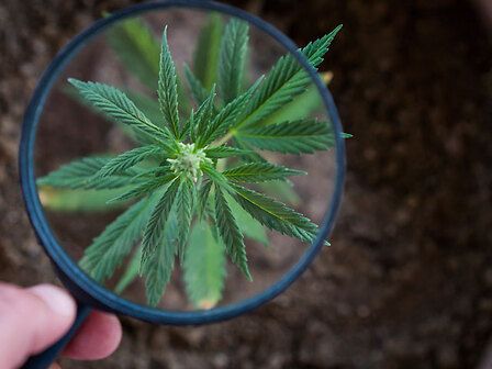 SLA: la cannabis può essere efficace?