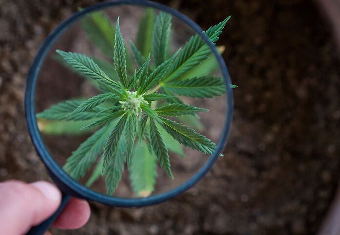 SLA: la cannabis può essere efficace?