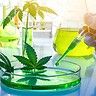 Estrazione di principi attivi dalla cannabis: metodi e panoramica di settore