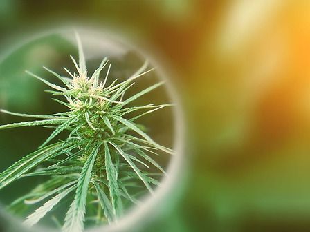 I fiori di cannabis sono efficaci nel contrastare la fatica