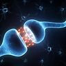 Il sistema endocannabinoide: cos&amp;#039;è e quali sono le sue funzioni
