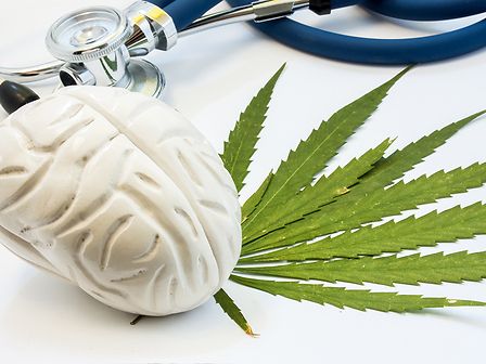 Cannabis e cervello: il consumo non causa alterazioni anatomiche nei giovani