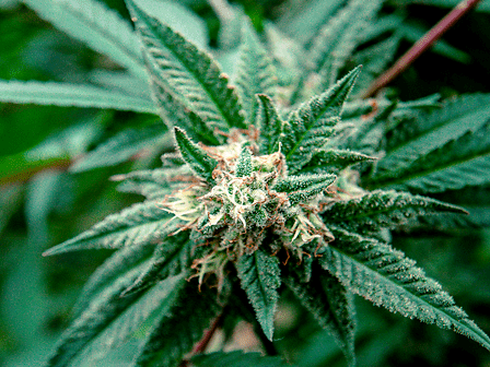 Cannabinoidi: svelato il meccanismo con cui la pianta di cannabis li produce