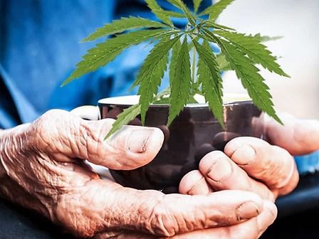Nonni e cannabis medica: è efficace e sicura anche per gli anziani