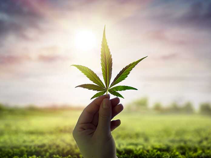 In Calabria è stata approvata la legge regionale sulla cannabis terapeutica