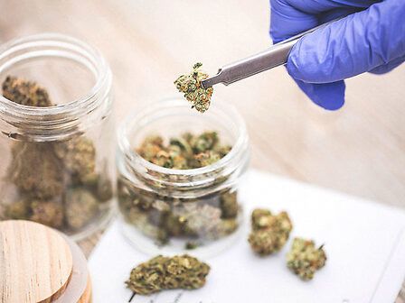 La cannabis terapeutica in Italia è legale, ma è come se non lo fosse