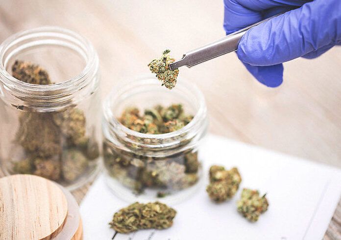 La cannabis terapeutica in Italia è legale, ma è come se non lo fosse