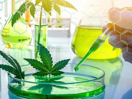Cannabis terapeutica e studi scientifici: il 2022 ha fatto segnare un nuovo record