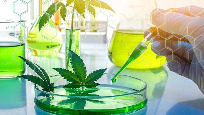Cannabis terapeutica e studi scientifici: il 2022 ha fatto segnare un nuovo record