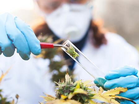 Rivoluzione cannabis terapeutica in Usa: una legge per estendere la ricerca scientifica