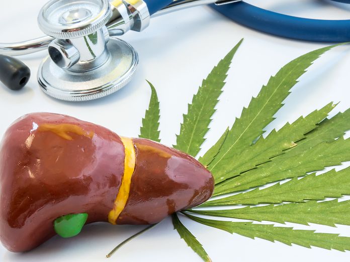 La cannabis per ridurre i danni al fegato causati dall&amp;#039;alcol: nuova conferma scientifica
