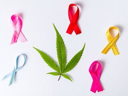 La cannabis per i pazienti oncologici: intervista alla dottoressa Liberati dello IEO