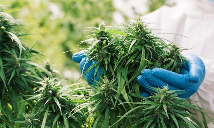 La legalizzazione della cannabis non porta ad un aumento di psicosi: nuovo studio
