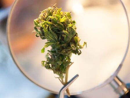 Il Giappone sta per legalizzare la cannabis terapeutica