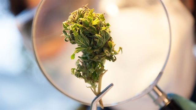 Il Giappone sta per legalizzare la cannabis terapeutica