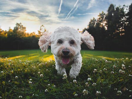 CBD per i cani: è efficace nel ridurre lo stress