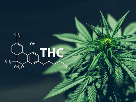 THC: che cos&amp;#039;è, quali le proprietà terapeutiche e gli effetti sull&amp;#039;organismo