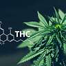 THC: che cos'è, quali le proprietà terapeutiche e gli effetti sull'organismo