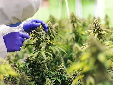 Stop temporaneo alla produzione di cannabis terapeutica a Firenze: cosa sta accadendo?