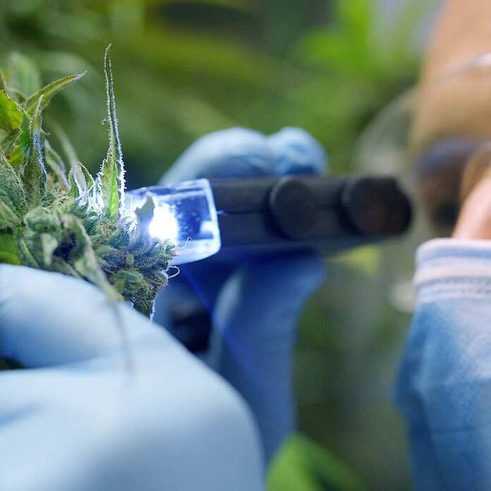 Cosa sono i cannabinoidi? Tutto quello che devi sapere, dagli effetti a quelli presenti nella cannabis