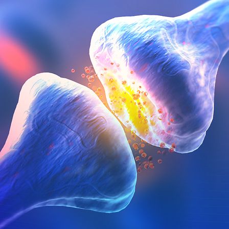 Recettori del sistema endocannabinoide: tutto quello che c&amp;#039;è da sapere