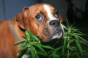 cannabis-dog