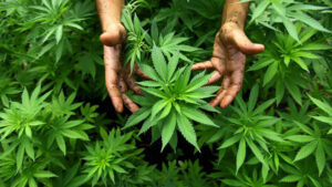 Israel grows medicinal marijuana in Safed