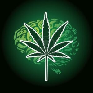 12453442-cannabis-leaf-and-human-brain-background--illustration