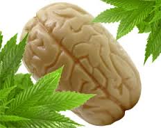 cannabis cervello