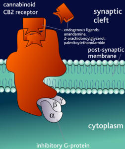 Cannabin_CB2